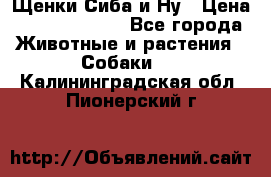 Щенки Сиба и Ну › Цена ­ 35000-85000 - Все города Животные и растения » Собаки   . Калининградская обл.,Пионерский г.